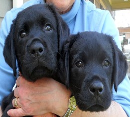 Puppy - Dog Commands